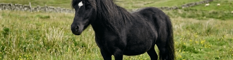 Brown Shetland pony standing in green grassy field with wildflowers and stone fences