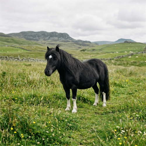 Brown Shetland pony standing in green grassy field with wildflowers and stone fences